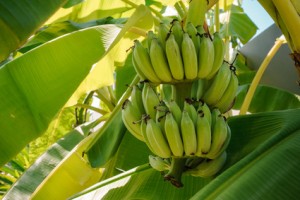 Bunch of ripening bananas on tree